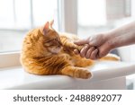 Happy fat orange cat cat lovely comfortable sleeping on the windowsill by the man hand take cats paw living room at home, Adorable domestic pet concept.
