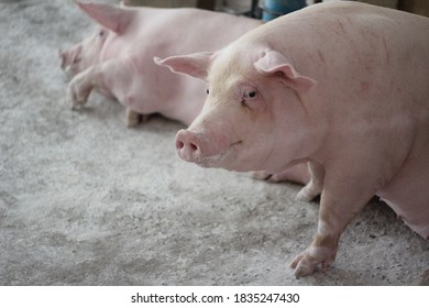 Happy fattening pig in large comercial modern swine farm