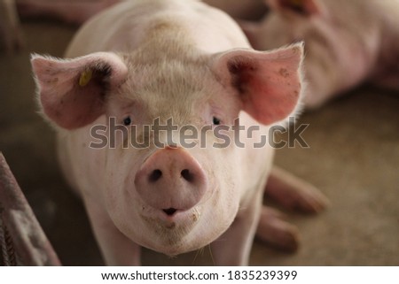 Happy fattening pig in large comercial modern swine farm