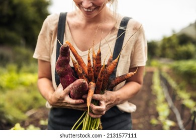 Happy female farmer holding freshly picked carrots and sweet potatoes on her farm. Self-sufficient young woman smiling cheerfully after harvesting fresh vegetables from her organic garden. - Shutterstock ID 2131577111