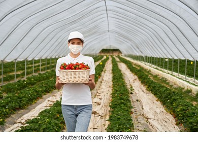 Happy Female Farmer In Protective Mask And White Cap Posing At Strawberry Plantation With Wicker Basket In Hands. Young Woman Harvesting Fresh Berries During Summer Season.