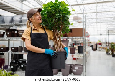 Happy Female Garden Center Worker With Big Potted Ficus