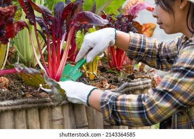 Happy female gardener in gloves is shoveling and removing weeds from the soil in her backyard Swiss chard.