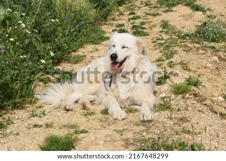 Happy female maremma sheepdog resting on a rough countryside trail