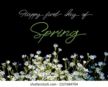 Happy First Day Of Spring. White Small Flowers On A Black Background.