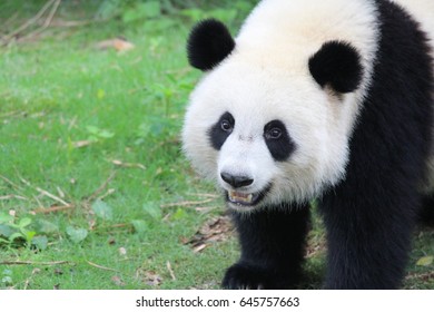 giant fluffy panda