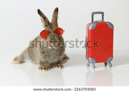 Happy fluffy gray brown bunny rabbit traveler wearing sunglasses with red luggage on white background, adorable pet and adventure journey world travel trip