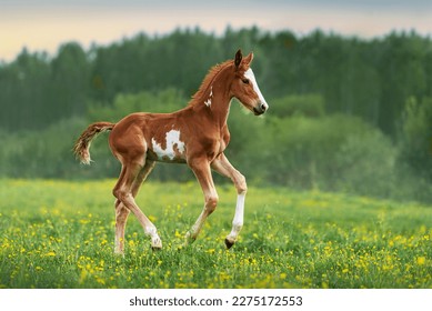 Happy foal running in the field in summer - Powered by Shutterstock