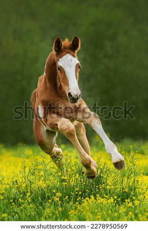 Happy foal running in the field in summer