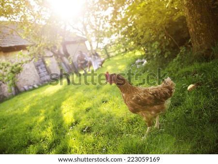 freilandhaltung Huhn