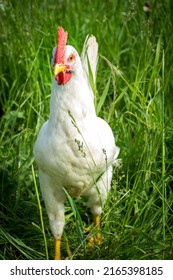 Happy Free Range Chicken Walking On The Grass. Carefree Birds On A Cruelty Free Bio Poultry Farm