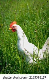 Happy Free Range Chicken Walking On The Grass. Carefree Birds On A Cruelty Free Bio Poultry Farm