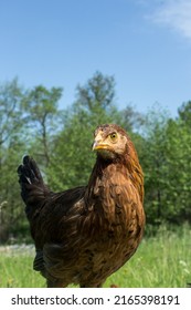 Happy Free Range Chicken Walking On The Grass. Carefree Birds On A Cruelty Free Bio Poultry Farm