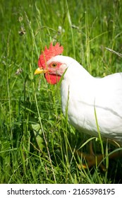 Happy Free Range Chicken Walking On The Grass. Carefree Birds On A Cruelty Free Bio Poultry Farm