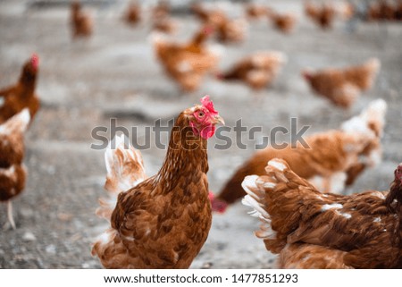 Similar – Image, Stock Photo chicken Animal Farm animal