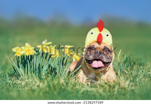 Happy French Bulldog dog with easter chicken hat\
next to daffodil spring\
flowers