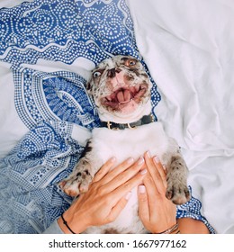 Happy French Bulldog Dog Lying Upside Down