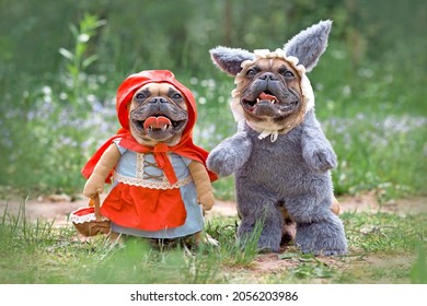 Happy French Bulldog dogs dressed up as fairytale characters Little Red Riding Hood and Big Bad Wolf with full body costumes with fake arms in forest