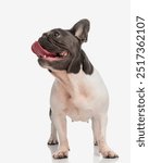 happy french bulldog puppy looking up, being excited and licking nose and mouth while waiting for food on white background