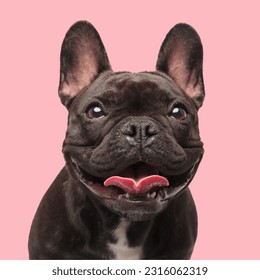 happy french bulldog puppy looking up and sticking out tongue with excitement while sitting in front of pink background