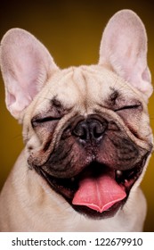 Happy French Bulldog Puppy Portrait On Golden Dark Background