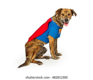Happy and friendly hound dog sitting to side on white wearing super hero Halloween Costume