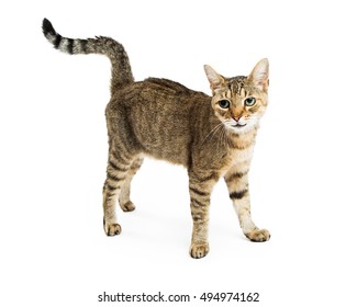 Happy Friendly Tabby Cat Smile Standing Stock Photo 494974162 ...