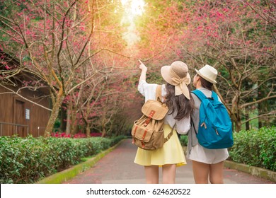 happy friends pointing with finger of blooming sakura flowers at cherry blossom trees avenue over copy space during spring travel. summer vacation trip on the Japan, Korea, Taiwan with girlfriend.