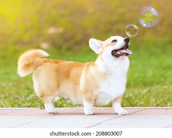 Happy fun dog and soap bubbles