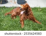 Happy funny brown Irish Setter dog in a orange plastic sunglasses lies on the grass in a summer park outdoors lawn at backyard. 