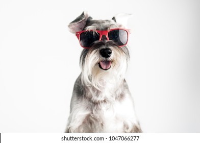 Happy, Funny, Cool Dog Schnauzer With Red Sunglasses Isolated On White Background. 