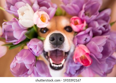 Happy funny corgi dog with open mouth peeks out in tulips. spring flower background