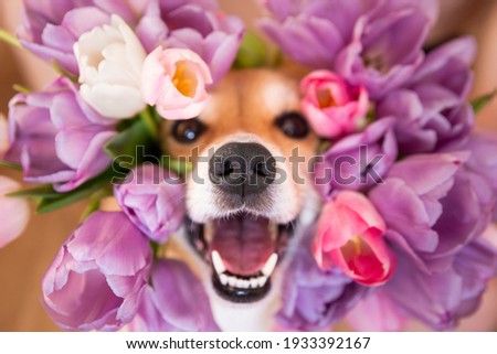 Happy funny corgi dog with open mouth peeks out in tulips. spring flower background