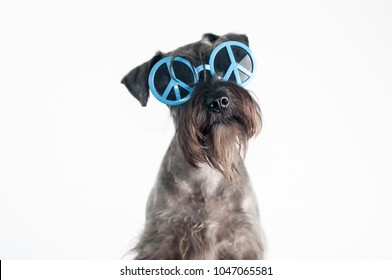 Happy, funny dog schnauzer with blue sunglasses, isolated on white background.