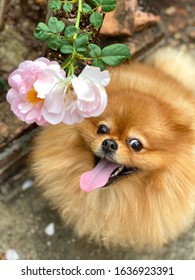 Happy and Funny face of pomeranian dog with blurry background.