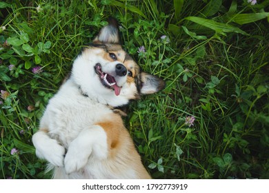 Happy And Funny, Smiling Welsh Corgi Pembroke Dog Laying Down On A Grass, With A Tongue Out, Laying Down On The Back, Upside Down