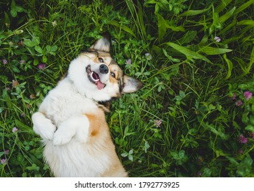 happy and funny, smiling welsh corgi pembroke dog laying down on a grass, with a tongue out, laying down on the back, upside down - Powered by Shutterstock