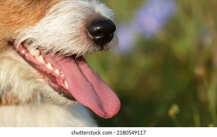 Happy Funny Thirsty Puppy Panting, Smiling In A Hot Summer. Dog Tongue, Nose, Teeth.