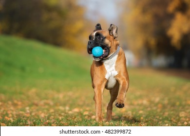 Happy German Boxer Dog Playing With A Ball In Autumn