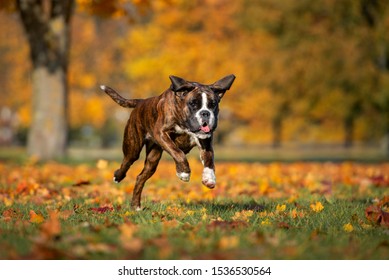 are boxers good running dogs