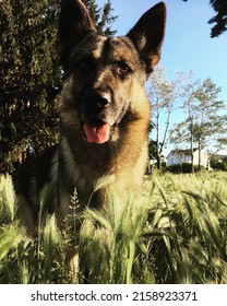 Happy German Shepard Dog And Green Grass