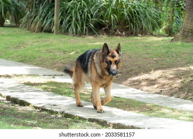 Happy German Shepard Dog Portrait