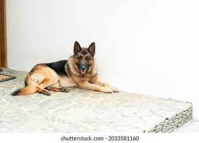 Happy German Shepard Dog Portrait