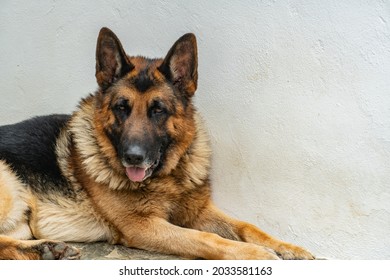 Happy German Shepard Dog Portrait