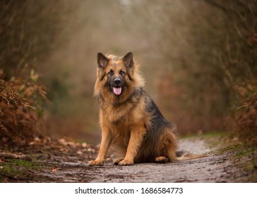 Happy German Shepard Sat In Autumn Scene