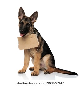 Happy German Shepard Sitting On White Background Wants To Be Adopted