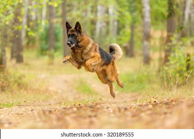 Happy German Shepherd Running And Jumping.