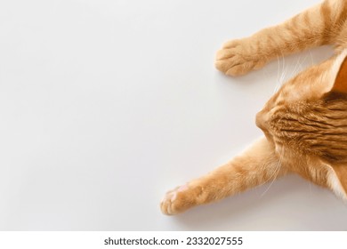 Happy ginger cat sleeping at home.  Cute tabby cat resting in a house.  Flat lay top view photo. Copy space.  - Shutterstock ID 2332027555