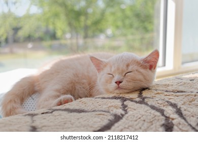 Happy Ginger Kitten Is Dozing On The Sunny Windowsill