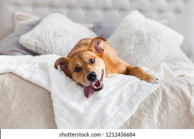 Happy ginger mixed breed dog in luxurious bright colors scandinavian style bedroom with king-size bed. Pets friendly  hotel or home room.